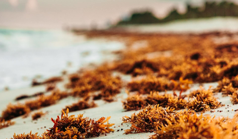 What is sea moss? It's a superfood with lots of benefits.