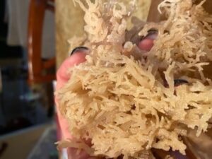 How to eat sea moss and sea moss gel starting with quality sea moss products.